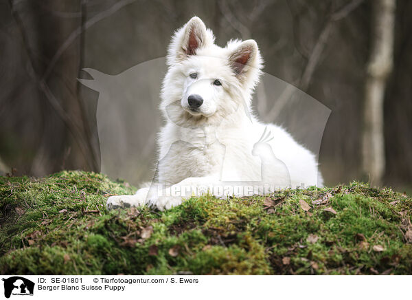 Weier Schweizer Schferhund Welpe / Berger Blanc Suisse Puppy / SE-01801