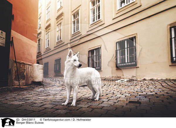 Weier Schweizer Schferhund / Berger Blanc Suisse / DH-03811