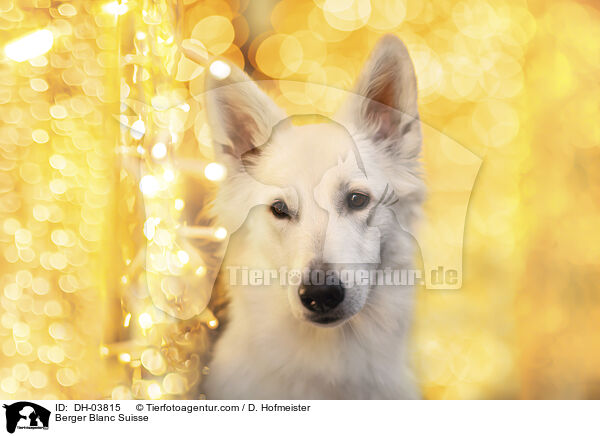 Weier Schweizer Schferhund / Berger Blanc Suisse / DH-03815