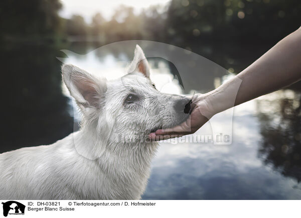 Weier Schweizer Schferhund / Berger Blanc Suisse / DH-03821
