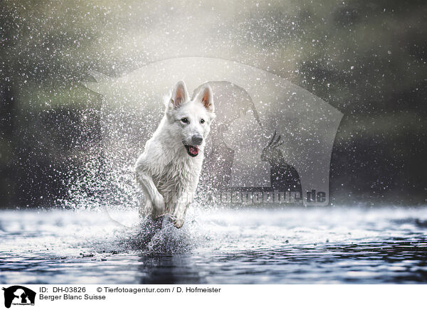 Weier Schweizer Schferhund / Berger Blanc Suisse / DH-03826