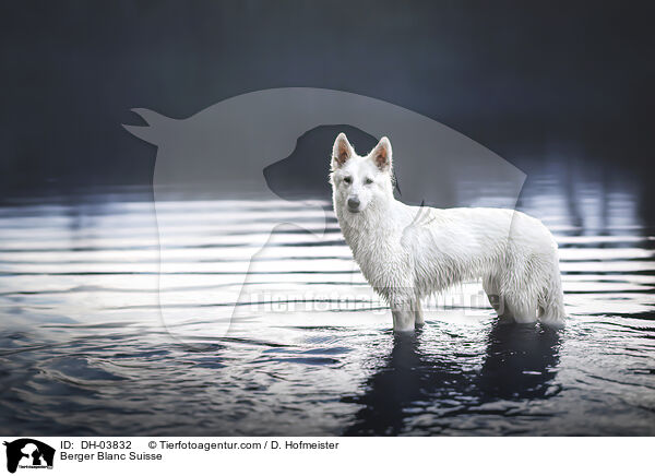 Weier Schweizer Schferhund / Berger Blanc Suisse / DH-03832
