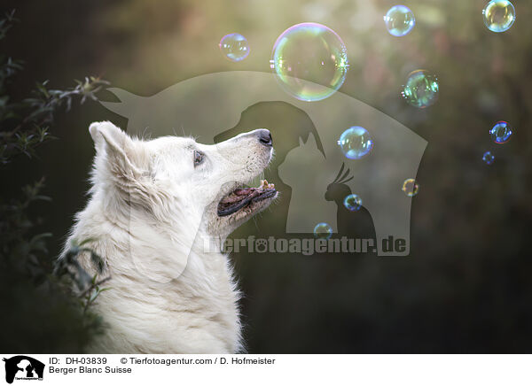 Weier Schweizer Schferhund / Berger Blanc Suisse / DH-03839
