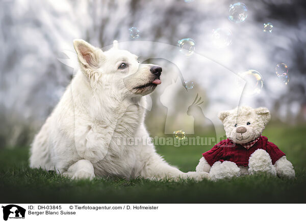 Weier Schweizer Schferhund / Berger Blanc Suisse / DH-03845