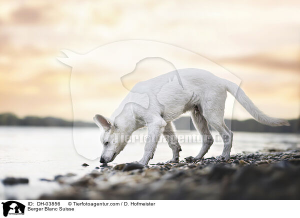 Berger Blanc Suisse / DH-03856