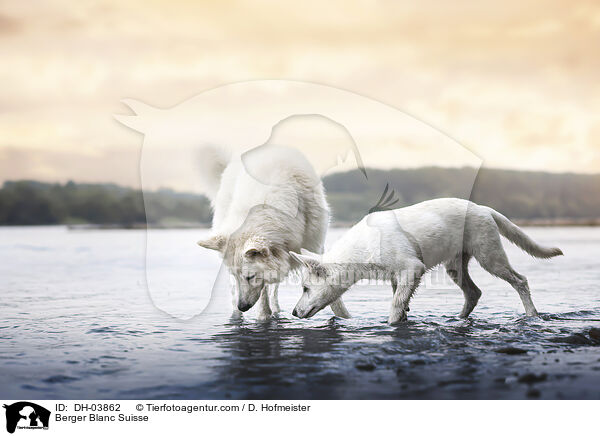Weier Schweizer Schferhund / Berger Blanc Suisse / DH-03862