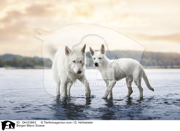 Berger Blanc Suisse / DH-03863