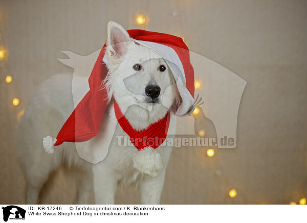 Weier Schweizer Schferhund in Weihnachtsdeko / White Swiss Shepherd Dog in christmas decoration / KB-17246