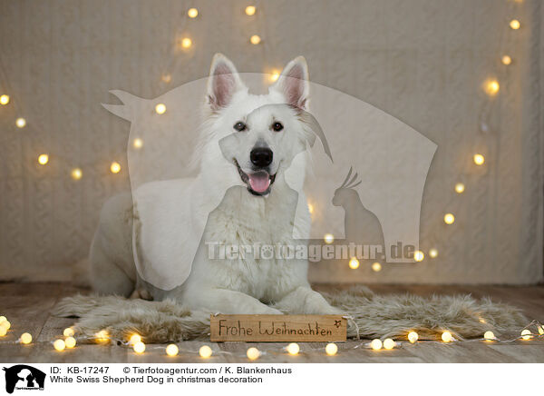Weier Schweizer Schferhund in Weihnachtsdeko / White Swiss Shepherd Dog in christmas decoration / KB-17247