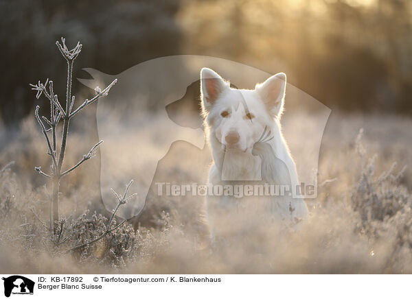 Weier Schweizer Schferhund / Berger Blanc Suisse / KB-17892