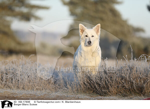 Weier Schweizer Schferhund / Berger Blanc Suisse / KB-17896