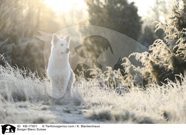 Weier Schweizer Schferhund / Berger Blanc Suisse / KB-17901