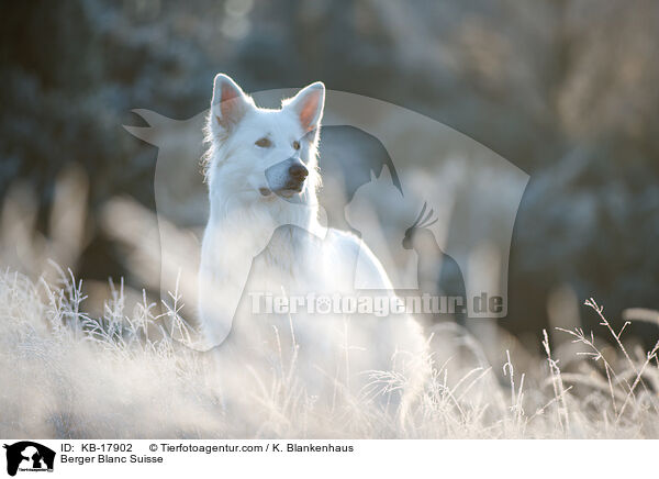 Weier Schweizer Schferhund / Berger Blanc Suisse / KB-17902