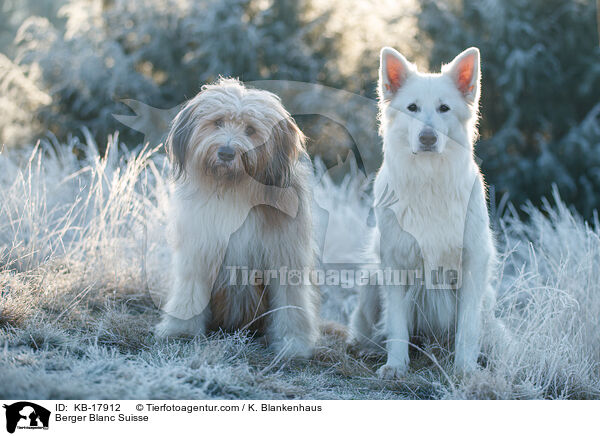 Weier Schweizer Schferhund / Berger Blanc Suisse / KB-17912