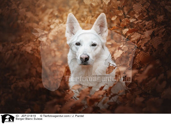 Weier Schweizer Schferhund / Berger Blanc Suisse / JEP-01819