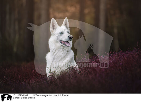 Weier Schweizer Schferhund / Berger Blanc Suisse / JEP-01821