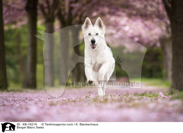 Weier Schweizer Schferhund / Berger Blanc Swiss / KB-18219