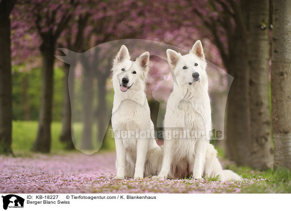 Weier Schweizer Schferhund / Berger Blanc Swiss / KB-18227
