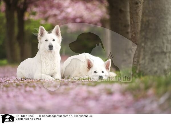 Weier Schweizer Schferhund / Berger Blanc Swiss / KB-18230
