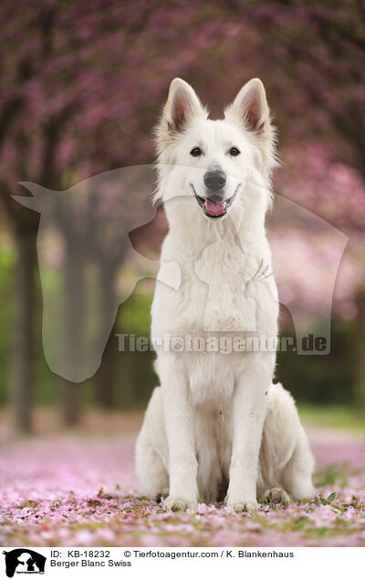 Weier Schweizer Schferhund / Berger Blanc Swiss / KB-18232
