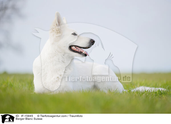 Weier Schweizer Schferhund / Berger Blanc Suisse / IF-15845