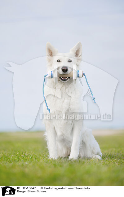 Weier Schweizer Schferhund / Berger Blanc Suisse / IF-15847