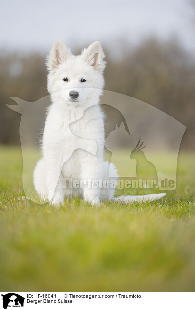 Weier Schweizer Schferhund / Berger Blanc Suisse / IF-16041