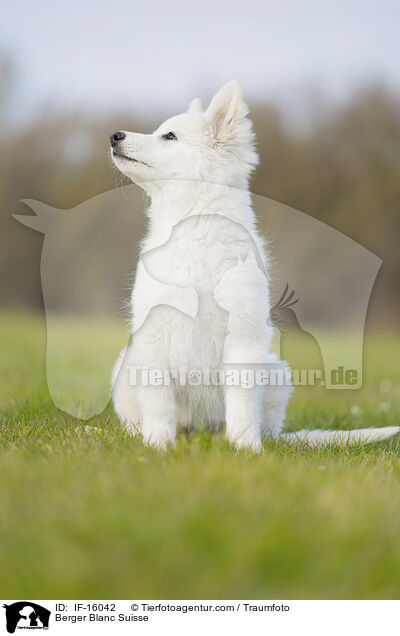 Weier Schweizer Schferhund / Berger Blanc Suisse / IF-16042