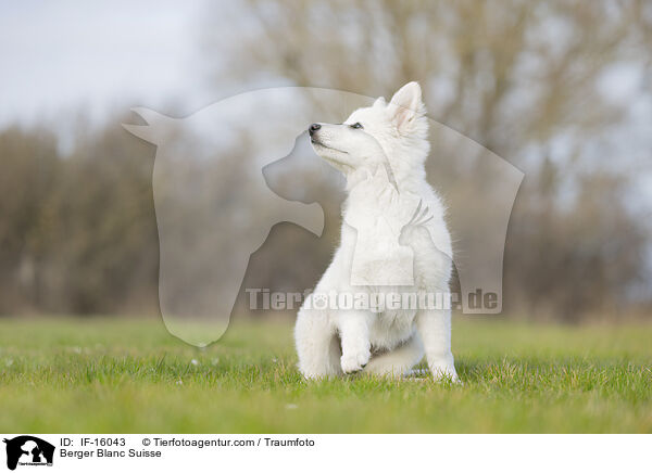 Weier Schweizer Schferhund / Berger Blanc Suisse / IF-16043