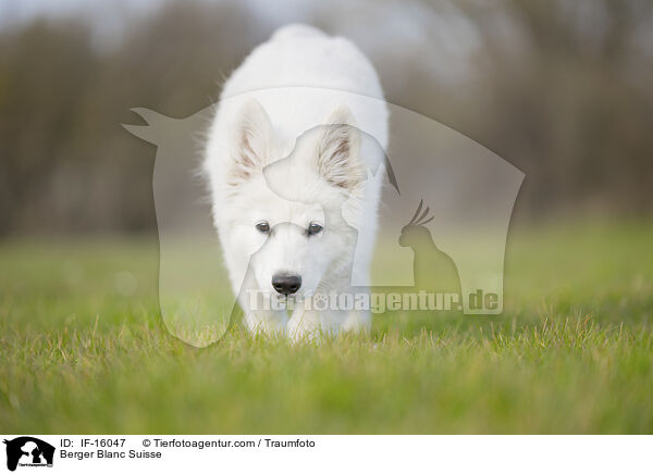 Weier Schweizer Schferhund / Berger Blanc Suisse / IF-16047
