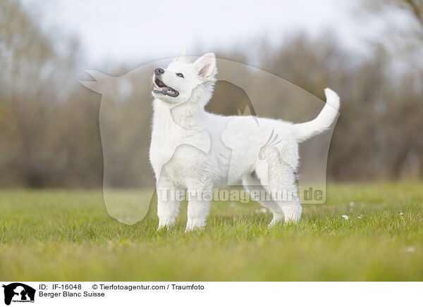 Weier Schweizer Schferhund / Berger Blanc Suisse / IF-16048