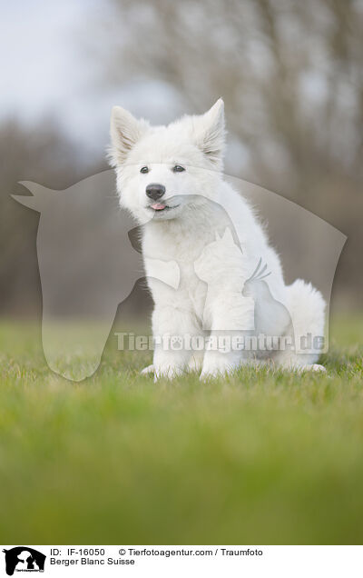 Weier Schweizer Schferhund / Berger Blanc Suisse / IF-16050