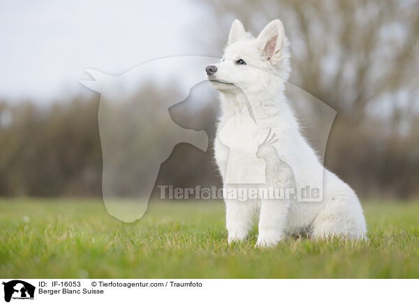 Weier Schweizer Schferhund / Berger Blanc Suisse / IF-16053