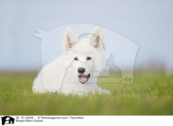 Weier Schweizer Schferhund / Berger Blanc Suisse / IF-16058