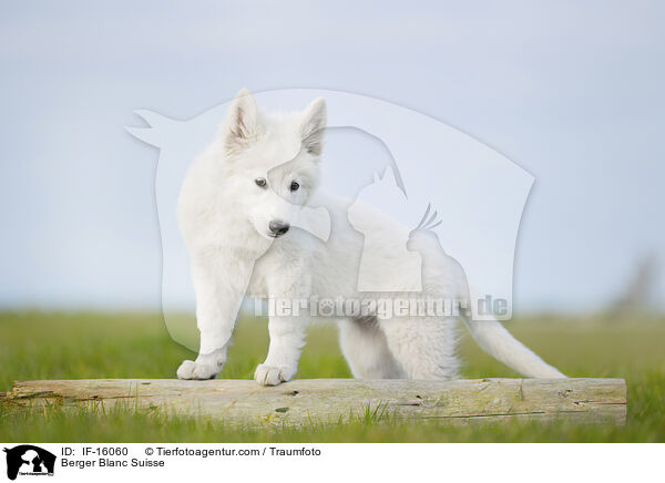 Weier Schweizer Schferhund / Berger Blanc Suisse / IF-16060