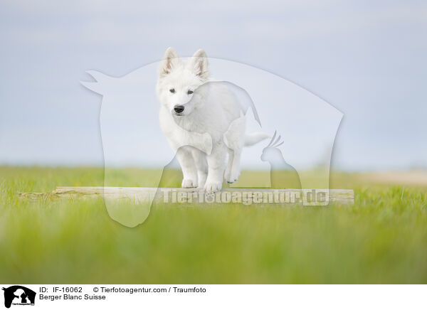 Weier Schweizer Schferhund / Berger Blanc Suisse / IF-16062