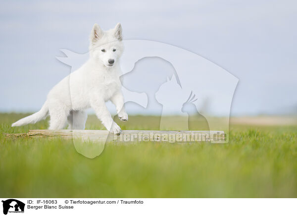 Weier Schweizer Schferhund / Berger Blanc Suisse / IF-16063