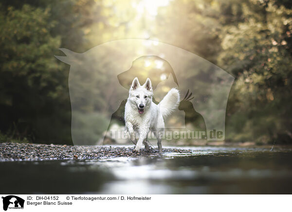 Weier Schweizer Schferhund / Berger Blanc Suisse / DH-04152