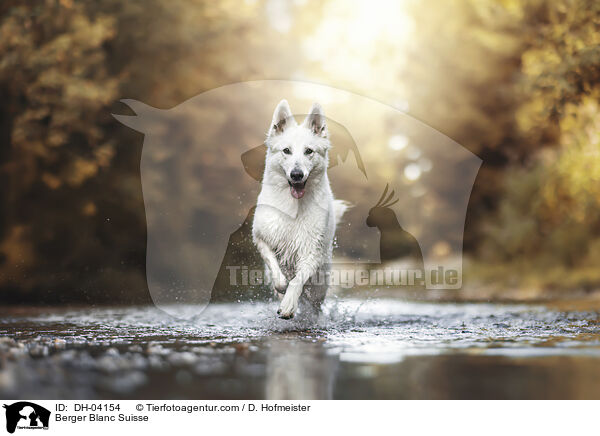 Weier Schweizer Schferhund / Berger Blanc Suisse / DH-04154