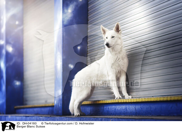 Weier Schweizer Schferhund / Berger Blanc Suisse / DH-04160