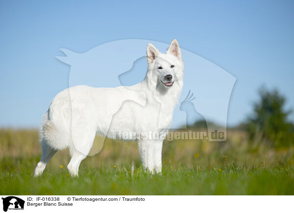 Wei�er Schweizer Sch�ferhund / Berger Blanc Suisse / IF-016338