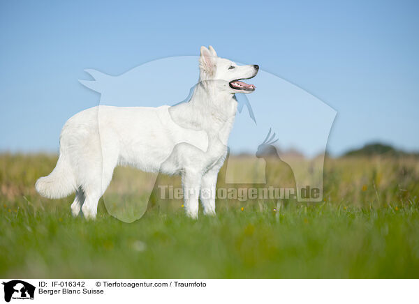 Wei�er Schweizer Sch�ferhund / Berger Blanc Suisse / IF-016342