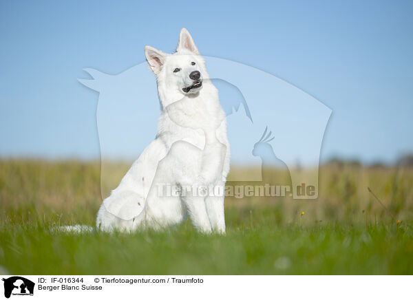 Wei�er Schweizer Sch�ferhund / Berger Blanc Suisse / IF-016344