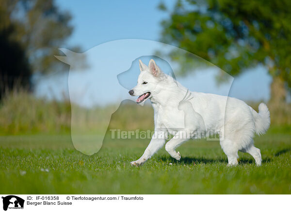 Wei�er Schweizer Sch�ferhund / Berger Blanc Suisse / IF-016358
