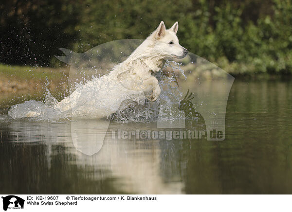 Wei�er Schweizer Sch�ferhund / White Swiss Shepherd / KB-19607
