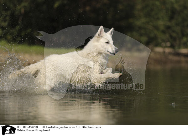 Wei�er Schweizer Sch�ferhund / White Swiss Shepherd / KB-19610