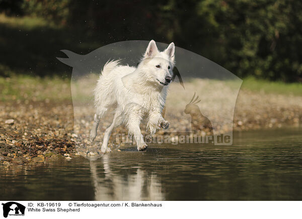 Wei�er Schweizer Sch�ferhund / White Swiss Shepherd / KB-19619