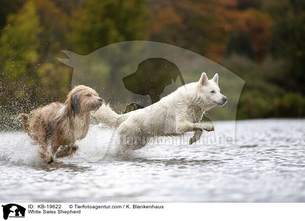 Wei�er Schweizer Sch�ferhund / White Swiss Shepherd / KB-19622