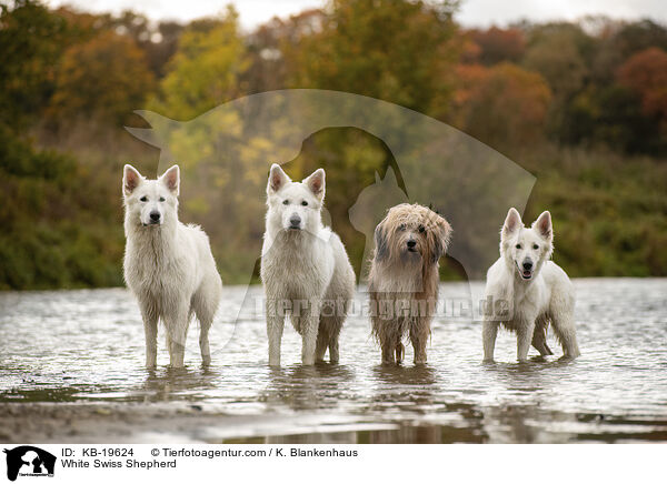 Weier Schweizer Schferhund / White Swiss Shepherd / KB-19624