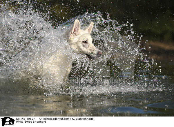 Wei�er Schweizer Sch�ferhund / White Swiss Shepherd / KB-19627
